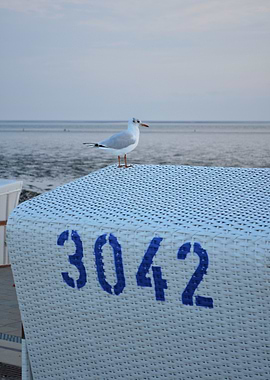 Seagull on Beach Chair