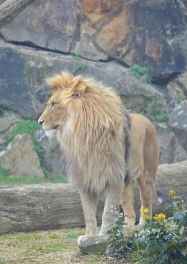 Majestic Lion Portrait