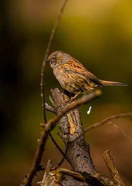 Brown Bird on Branch
