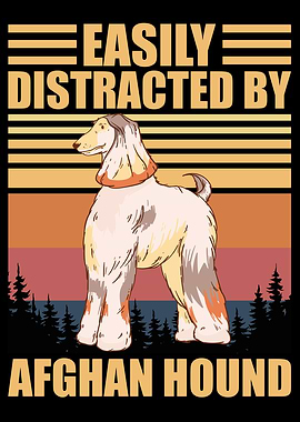 Afghan Hound Distraction