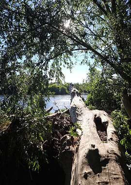 Arbre déchu de la Loire