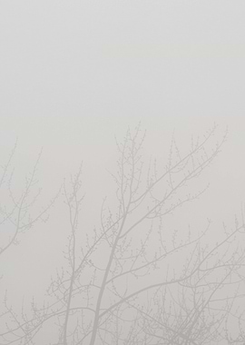 Foggy Tree Branches