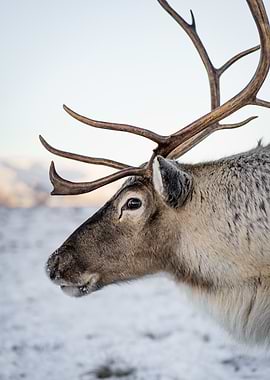Reindeer Portrait in Winter