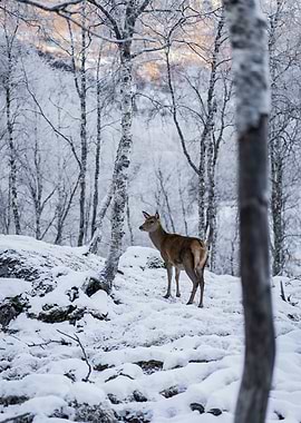 Deer in Snowy Forest