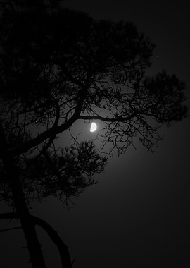 Silhouetted Tree and Moon