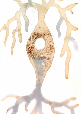 Bipolar neuron painted with coffee and wine