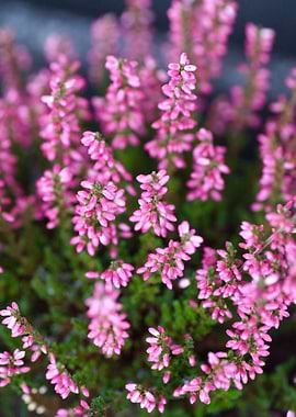 Pink Heather Flowers