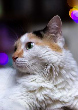 Calico Cat Portrait