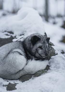 Arctic Fox Resting in Snow