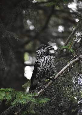 Nutcracker, a bird in nature