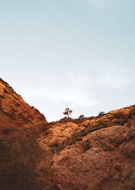 Lone Tree on a Cliff