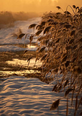 Golden Sunset Over Snow