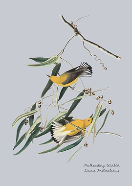 Prothonotary Warbler