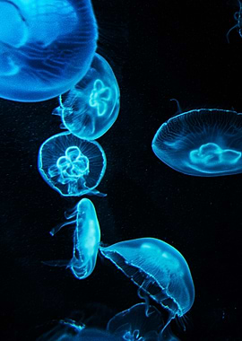 Moon Jellies’ Silent Dance04
