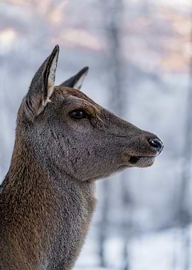 Close-up of a Deer