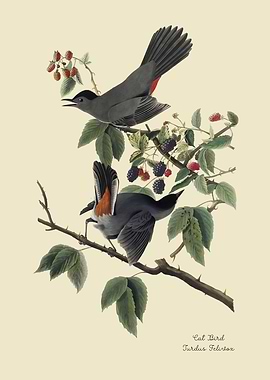 Catbird