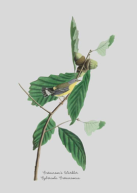 Swainson's Warbler
