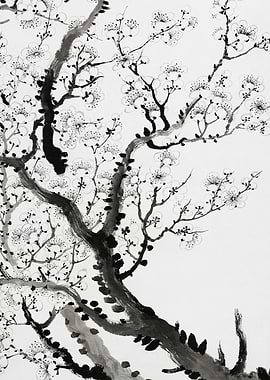 Black and White Plum Blossom