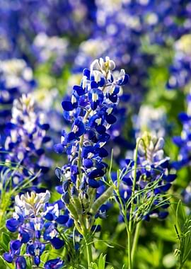 Bluebonnet Wildflowers