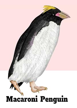 Macaroni Penguin Illustration