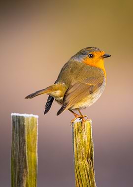 Robin on a Fence Post