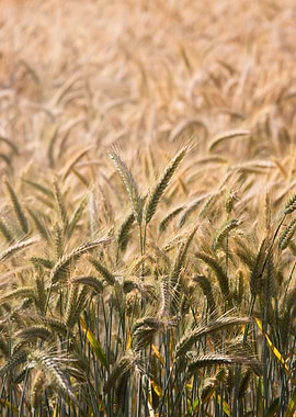 Wheat Field Close-Up