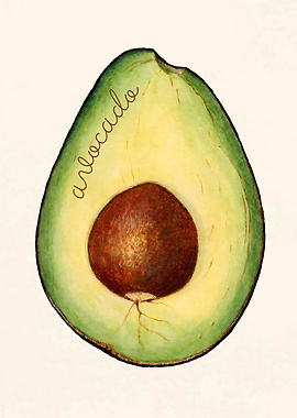 Avocado Illustration