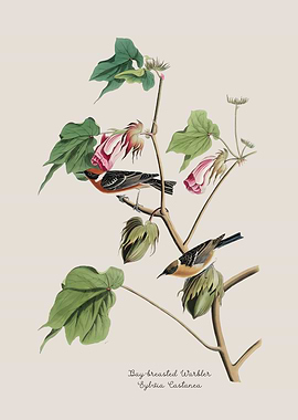 Bay-breasted Warbler