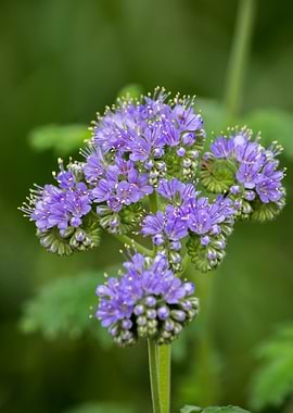 Purple Flower Cluster