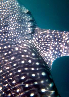 Whale Shark Skin Close-up