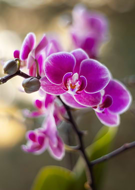 Pink Orchid Blossom
