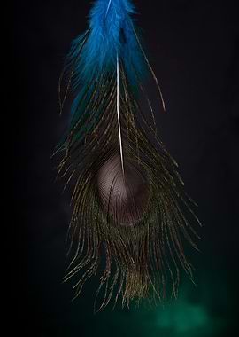 Peacock Feather Close-up