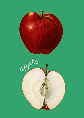 Red Apple Illustration