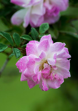 Pink Rose with Dew Drops