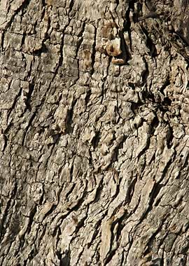Tree Bark Texture