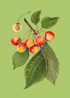 Cherry Illustration