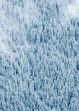 Snowy Evergreen Forest
