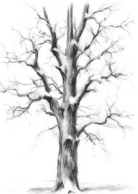Bare Tree Pencil Drawing
