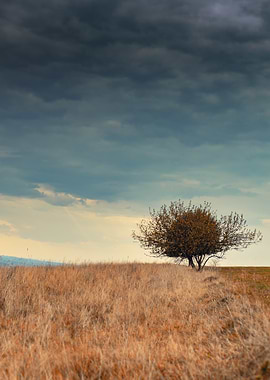 Lonely Tree Under Stormy Sky