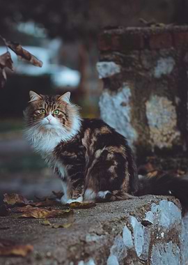 Feline on Stone Wall