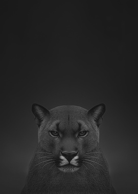 Cougar Portrait