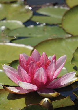 Pink Water Lily