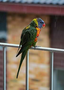 Rainbow Lorikeet in Rain