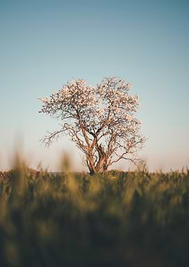 Blooming Tree in Field