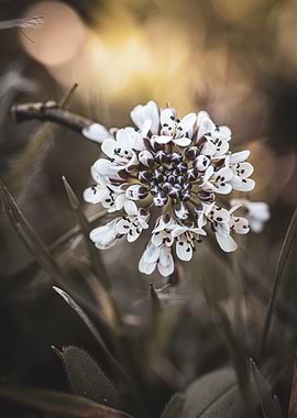 Delicate White Flower