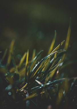 Dewy Grass Blades