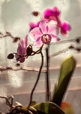 Pink Orchid in Sunlight