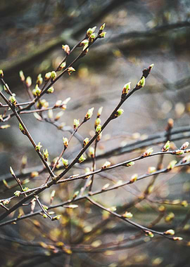 Spring Buds on Branch
