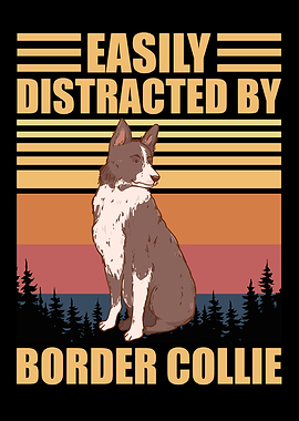 Border Collie Distraction