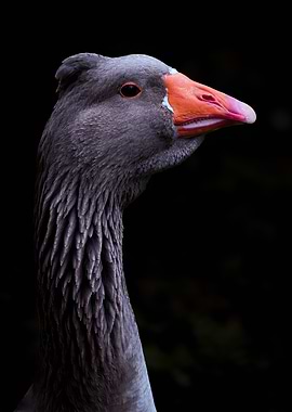 Goose Portrait